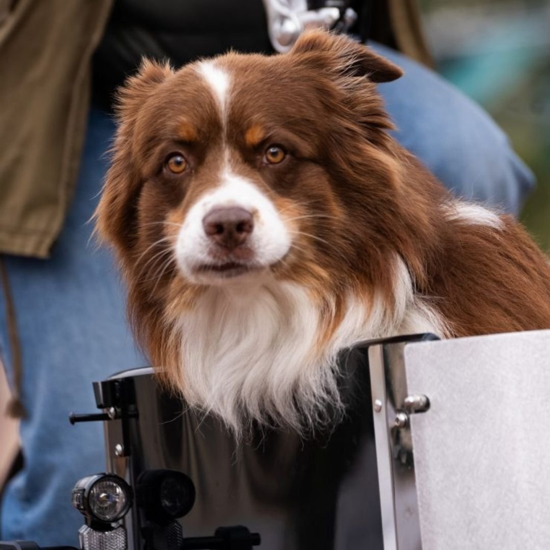 Nihola Cargo Open adapté aux chiens !